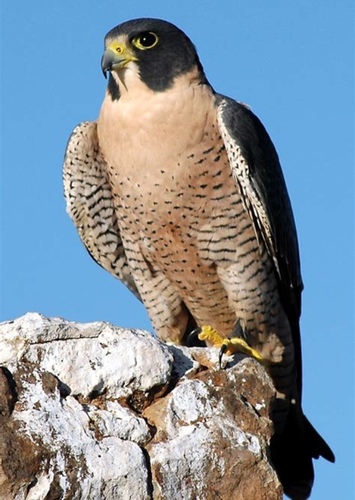 Peregrine Falcon