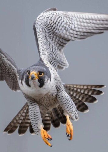 Peregrine falcon