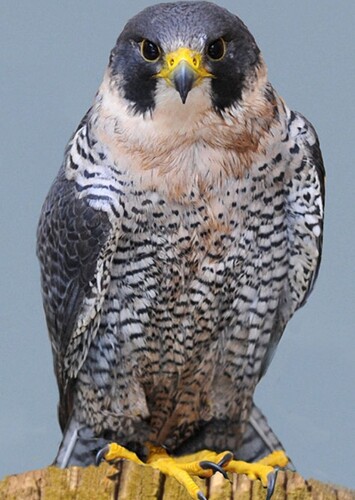 Peregrine Falcon
