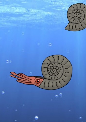 Perisphinctes