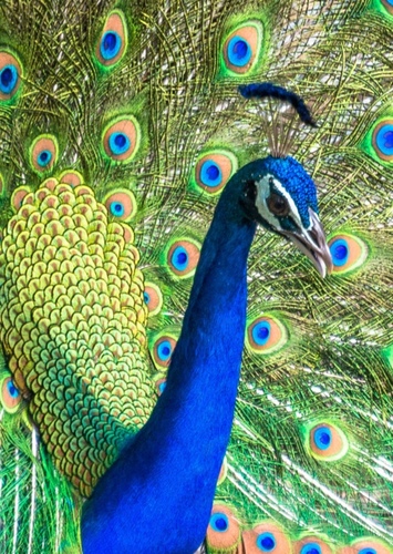 Perry the Peacock