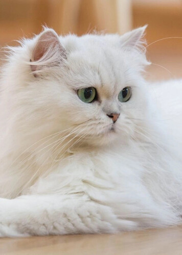 Persian