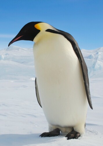 Peter the Emperor Penguin