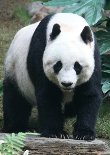Peter the Giant Panda