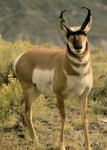 Peter the Pronghorn