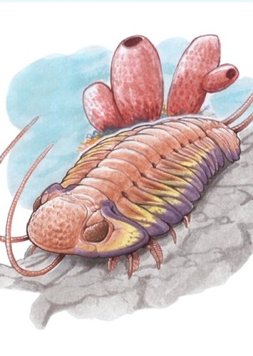 Phacops