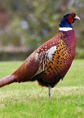 Pheasant