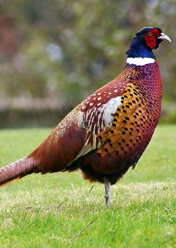 Pheasant