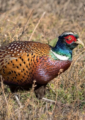 Pheasant