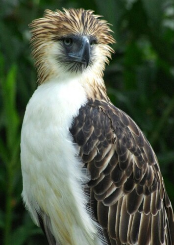 Philippine Eagle