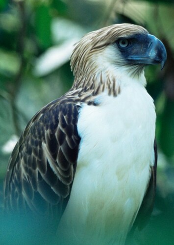 Philippine Eagle