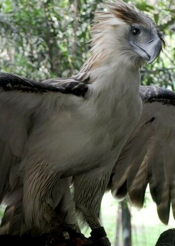 Philippine Eagle