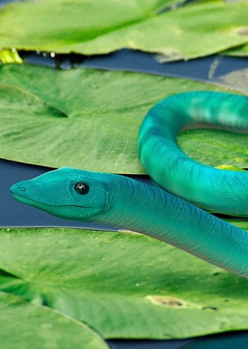 Phlegethontia