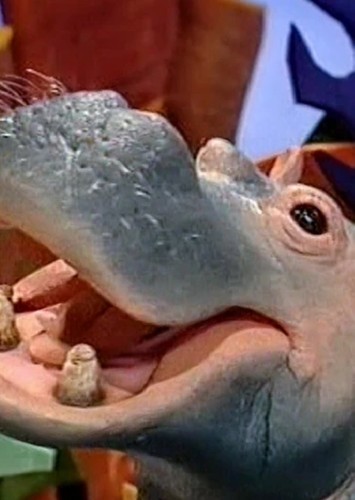 Phoenicia the Hippopotamus