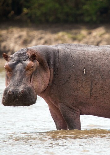 Phoenicia the Hippopotamus