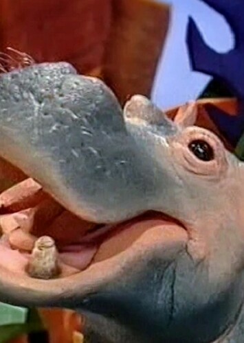 Phoenicia the Hippopotamus
