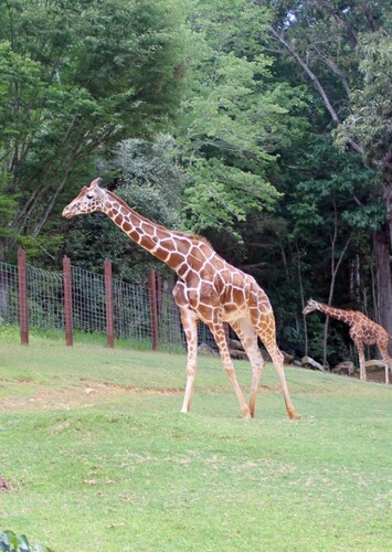 Phoenix Zoo