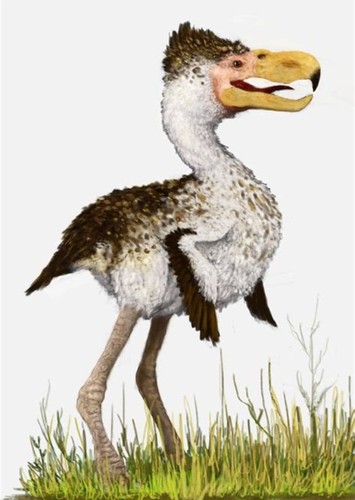 Phorusrhacos