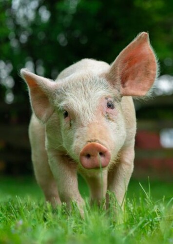 Pig