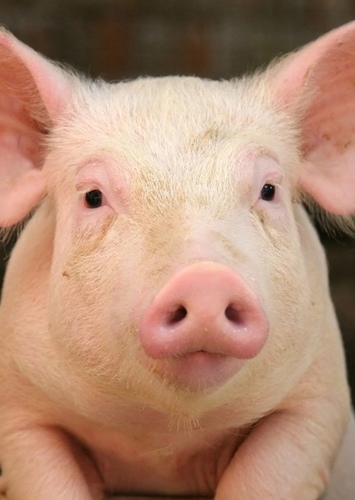 Pig