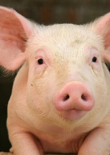 Pig