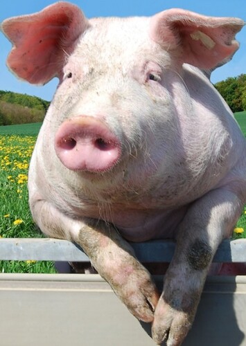 Pig