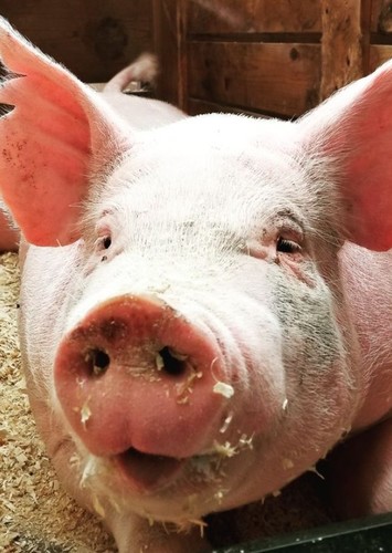 Pig