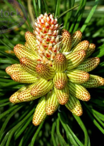 Pine