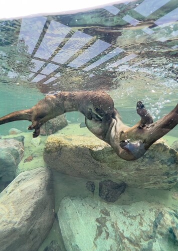 Pine Grove Zoo