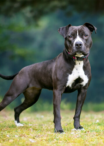 Pit Bull