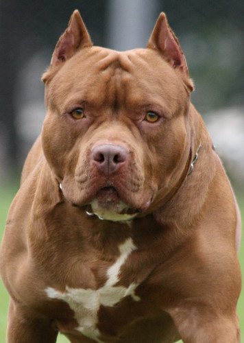 Pit Bull Dog