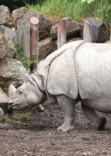 PIzen Zoo