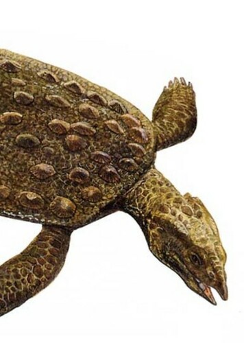 Placochelys