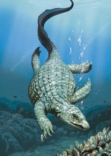 Placodus