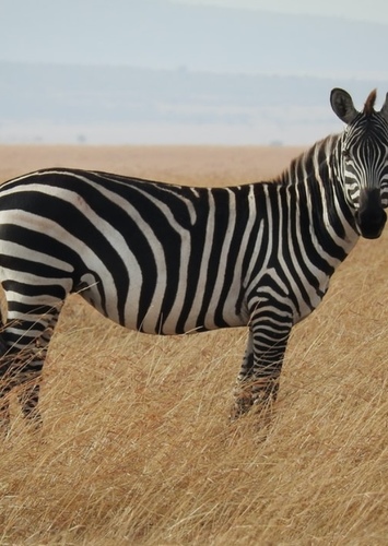 Zach The Plain Zebra