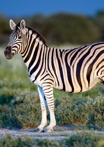 Plains Zebra