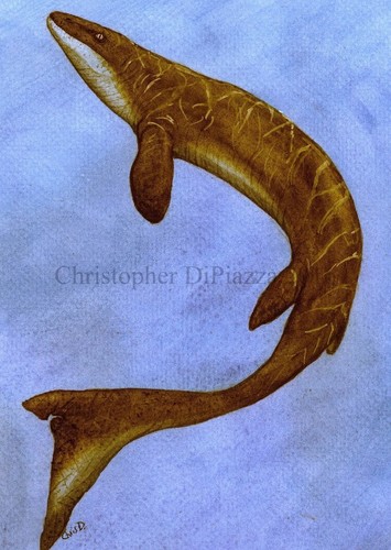 Platecarpus