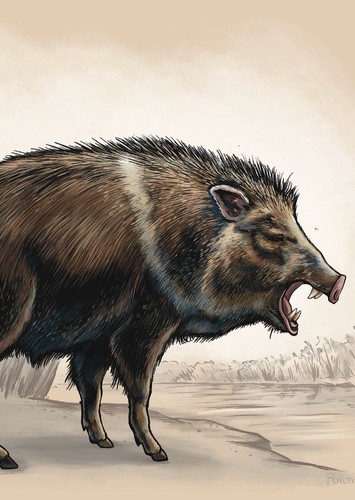 Platygonus