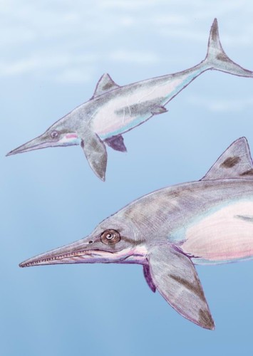 Platypterygius