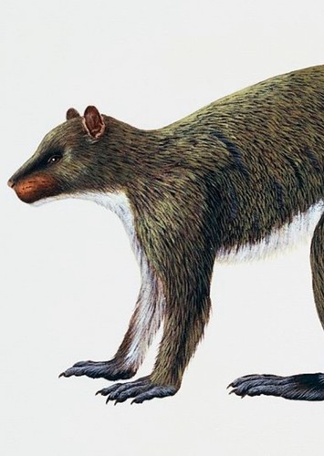 Plesiadapis