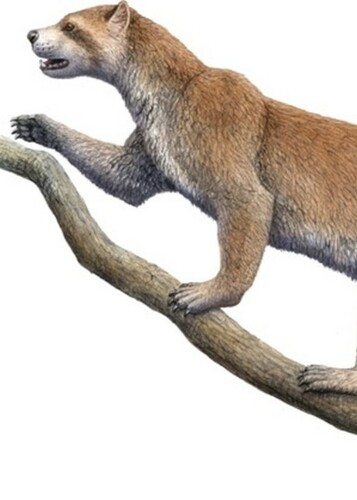 Plesictis