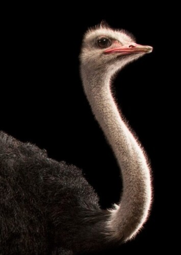 Plimpton the Ostrich