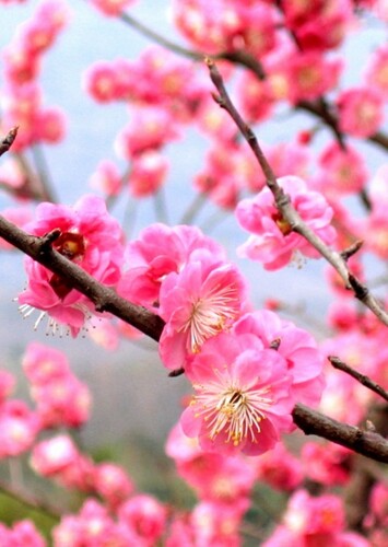 Plum Blossom