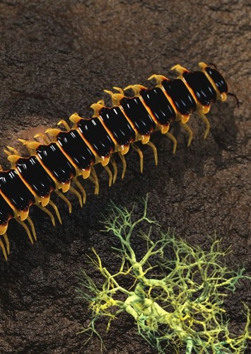 Pneumodesmus