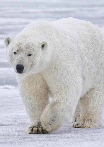 Polarbearplayz