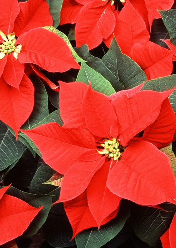 Poinsettia