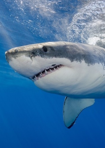 Pointy the Shark