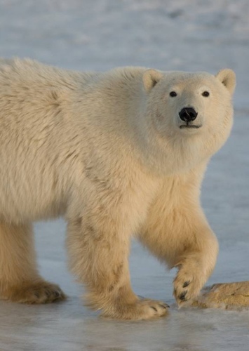 Polar Bear