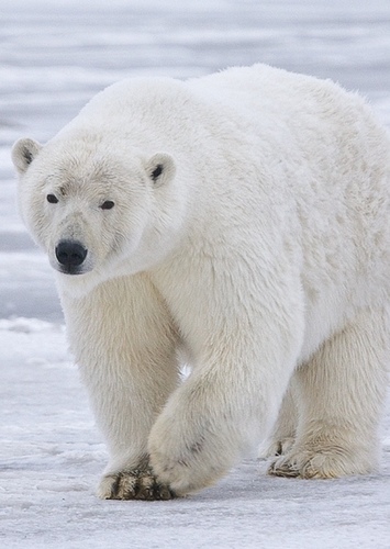 Polar Bear