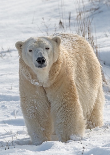 Polar Bear